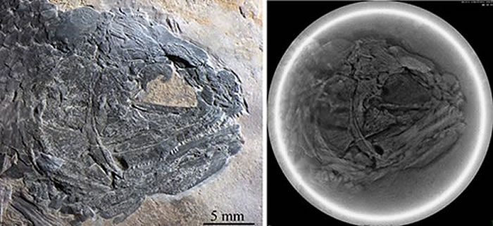 ����������ͷ�Ǽ�������ϲ�ɨ��ͼ�����Թ�ͼ��