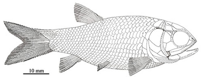 ���������㸴ԭͼ�����Թ�ͼ��