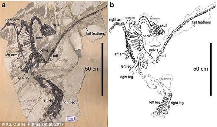 中国东北地区白垩纪地层发现新型有羽毛恐龙化石——“腾氏嘉年华龙”