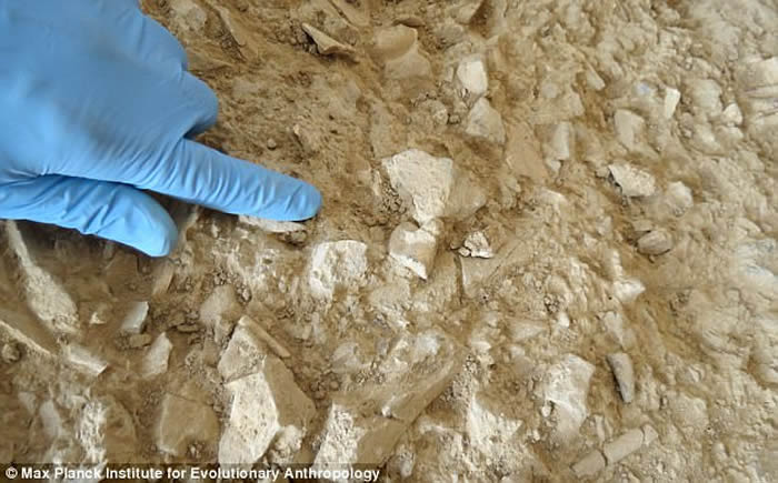 û�л�ʯҲ���� ��ѧ�����ܹ�����������������ȡ�ͷ���������DNA