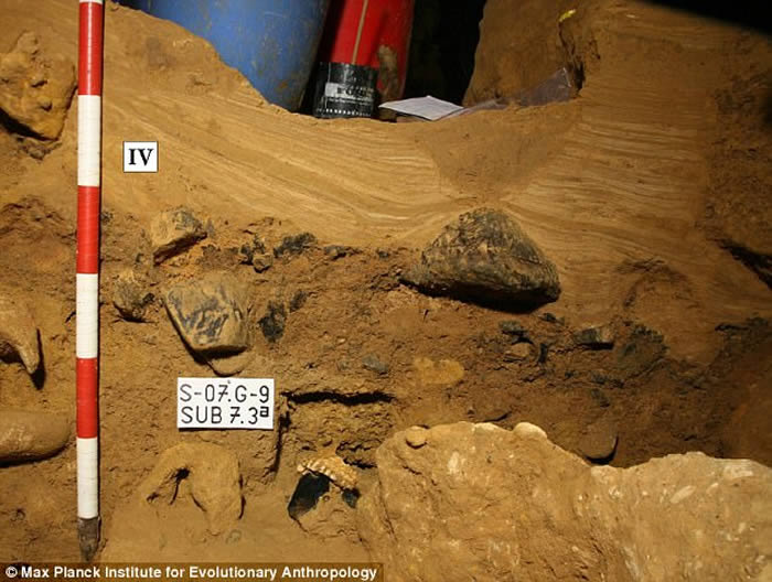 û�л�ʯҲ���� ��ѧ�����ܹ�����������������ȡ�ͷ���������DNA