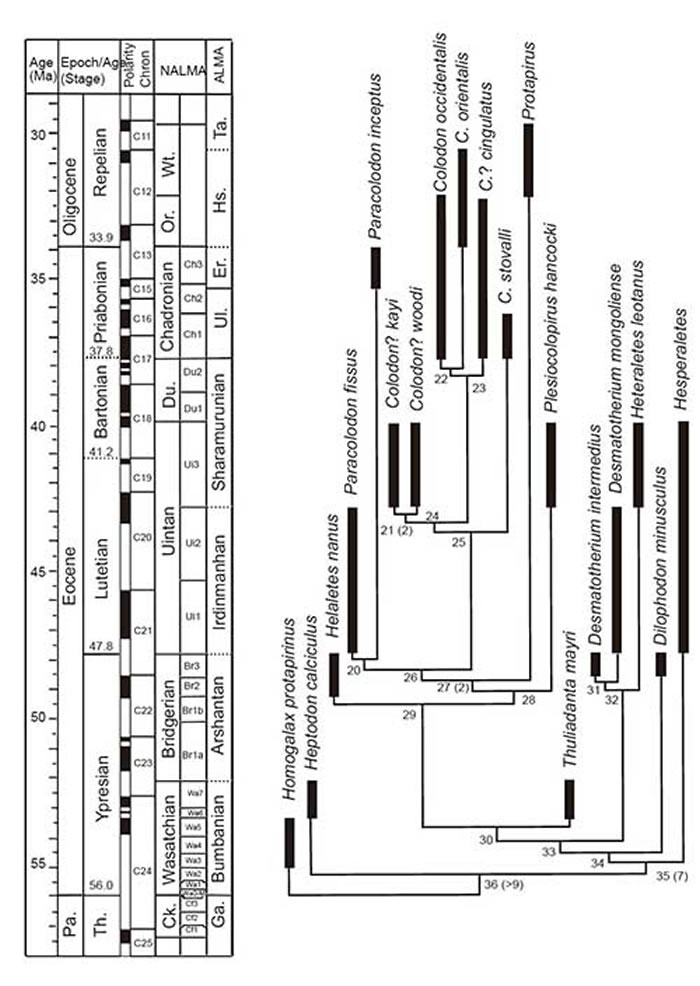 Paracolodon fissus和Desmatotherium mongoliense在沼貘科中的系统发育位置(白滨供图)