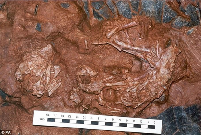 河南省地质博物馆镇馆之宝的巨型窃蛋龙类恐龙“路易贝贝”正式命名为中华贝贝龙