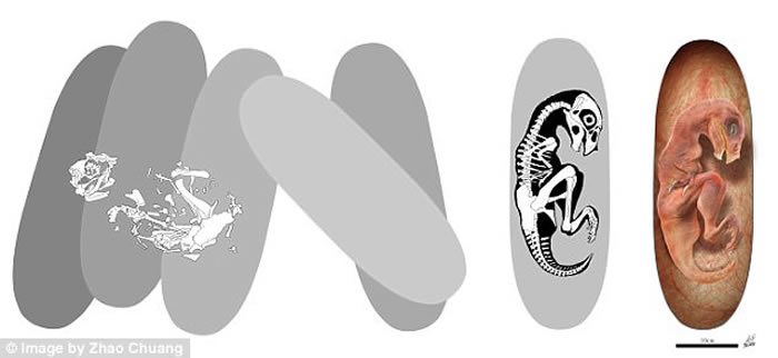 河南省地质博物馆镇馆之宝的巨型窃蛋龙类恐龙“路易贝贝”正式命名为中华贝贝龙