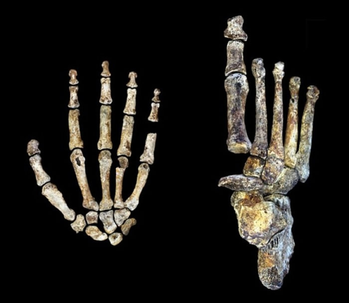 ������������ṹ�жദ�������ֽ��������ơ�