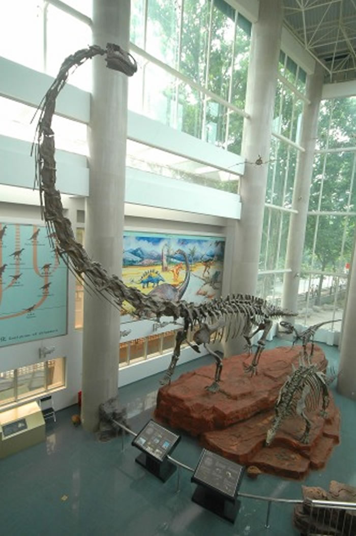 �Ͼ������ﲩ���