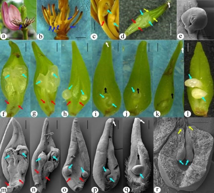 胚珠完全裸露到完全被心皮包被的系列变化过程