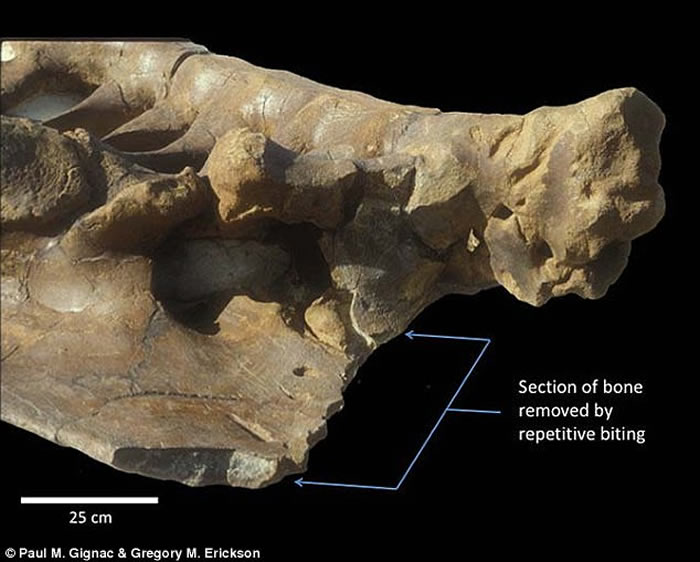 ����������ѧ���о����ְ�����ҧ������ �൱��3��С��������������