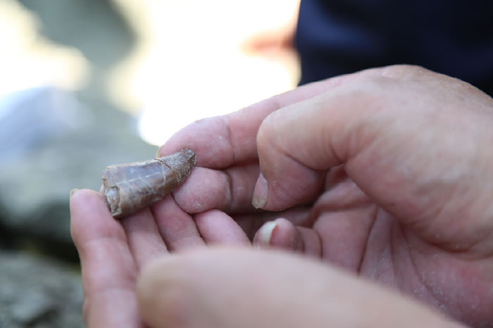 �·��ֵ�ʳ����������ݻ�ʯ ����� ��