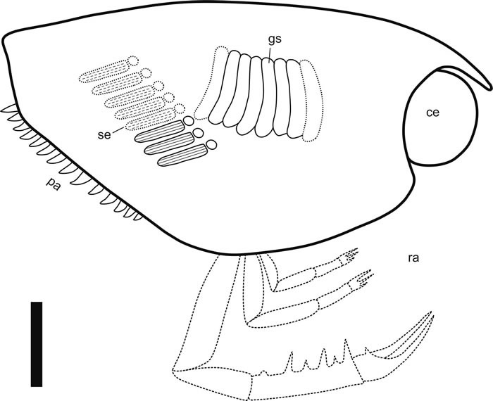 Ankitokazocaris chaohuensis��ԭͼ��������Ϊ1cm