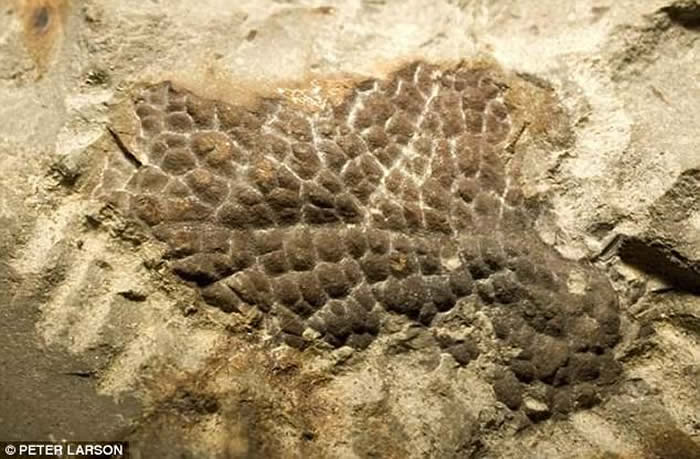 雷克斯霸王龙皮肤化石显示其可能没有羽毛