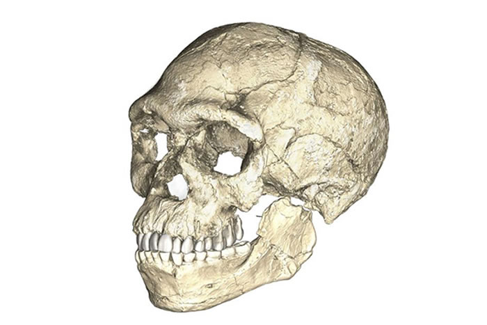 研究人员对Jebel Irhoud地区出土的众多化石进行三维扫描,并重建了某位智人的头骨。摄影:PHILIPP GUNZ, MPI EVA LEIPZIG