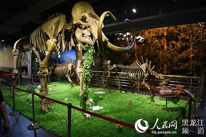 �й�(������)ɭ�ֲ�������³�Ա����480����ǰ������ʯ