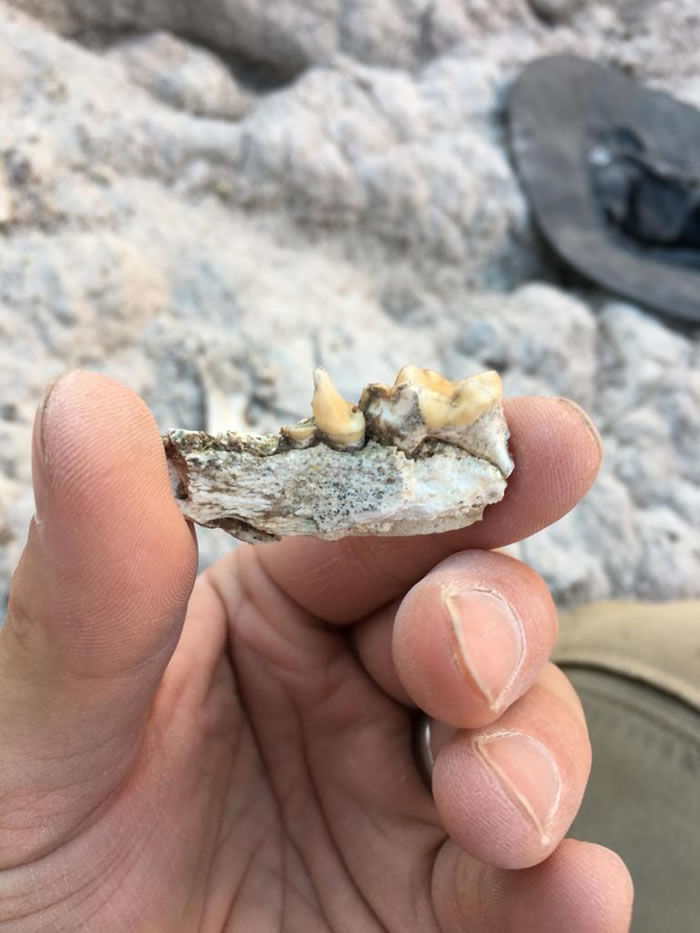 ���ī����������ǻ�ʯ�����Ѿ��ֵ� Enhydritherium terraenovaeˮ̡�� PHOTOGRAPH BY JACK TSENG, UNIVE