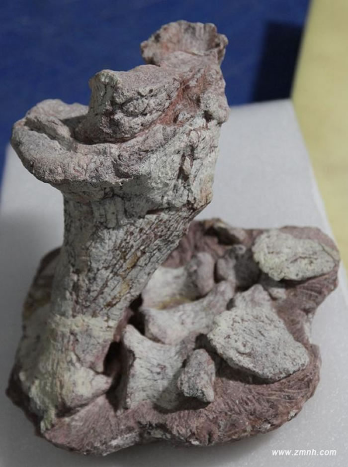 丽水浙江龙后下肢标本