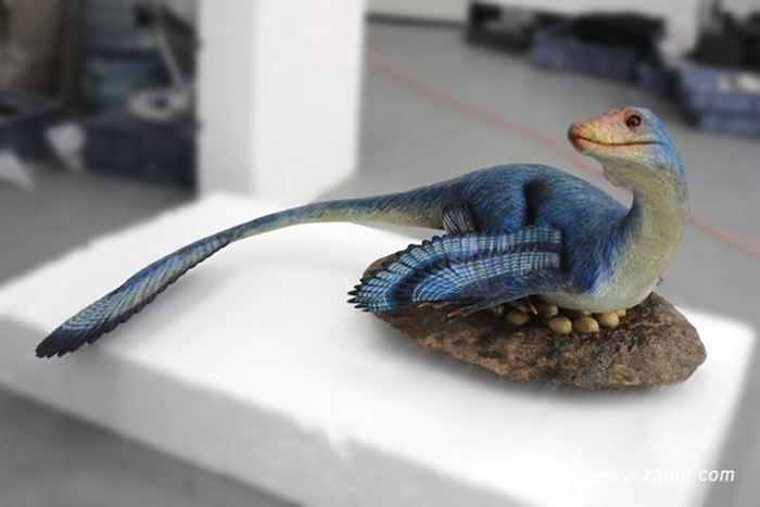 伤齿龙类孵蛋复原模型