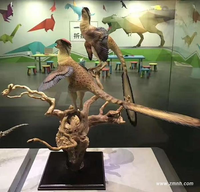 长尾雁荡鸟复原模型