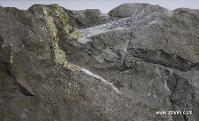 临海浙江翼龙肢骨化石