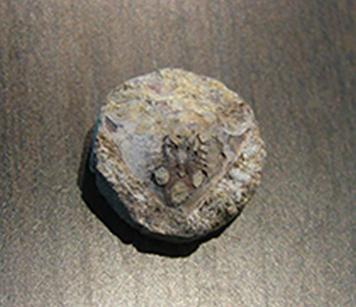 浙江曙鱼(头部骨骼化石)