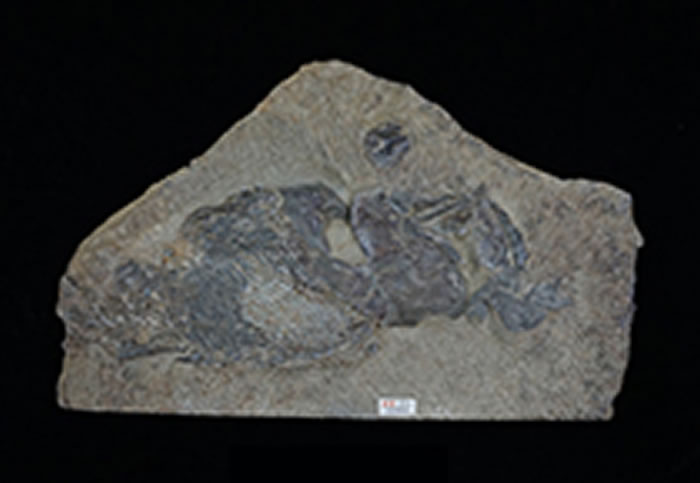 梦幻鬼鱼(头部骨骼模型)