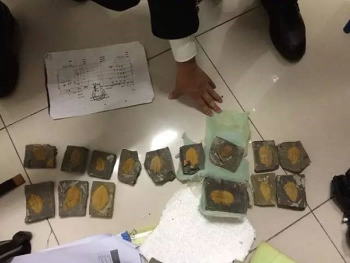 深圳大鹏半岛国家地质公园在第19届国际植物学大会之际推出古生物化石展