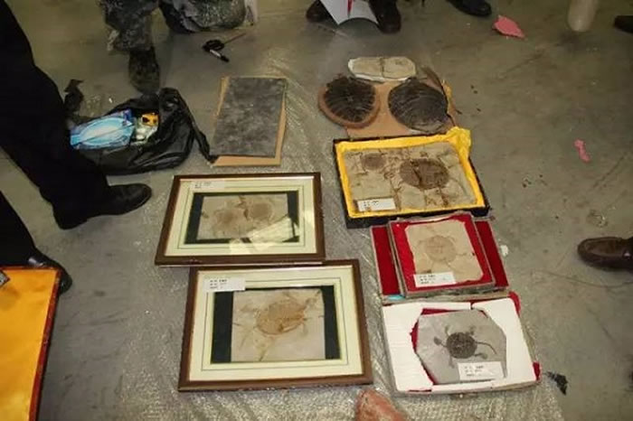 深圳大鹏半岛国家地质公园在第19届国际植物学大会之际推出古生物化石展