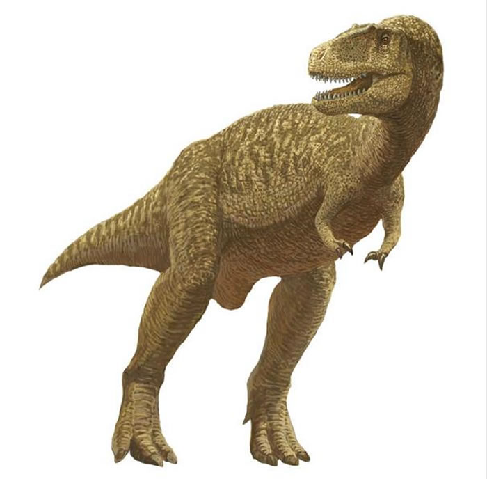 日本熊本县天草市8000万年前白垩纪地层中发现大型食肉恐龙牙齿化石 特征类似霸王龙