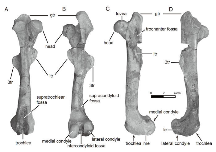 ����ϬHyrachyus modestus��AMNH FM 12664���Ҳ�ɹǣ��ױ�����Ԫ�๩�壩
