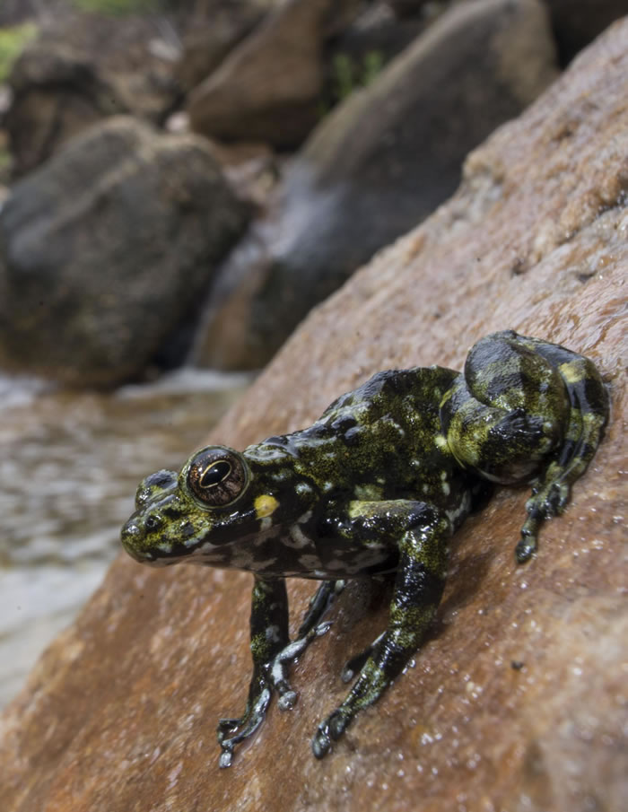 ���µ������������ʾ��ռ������������88%��������Ҫ����֦�е����ֶ��ڷ������������ʧ�Ĵ����֮��ͬʱ���֡���ͼƬ��Դ��Brian Freiermuth��