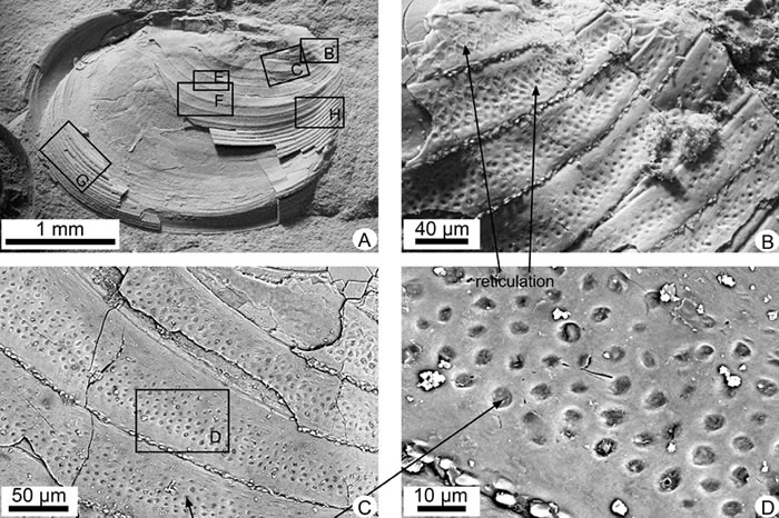 �Ӽ���ش�������Ķ�����˹Ҷ֫��