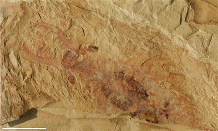 奇虾化石 南京地质古生物研究所供图
