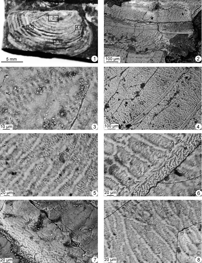 ���ε���Ҷ֫�鸱ģ�걾�羵ͼ�棨ͼ1�⾵��