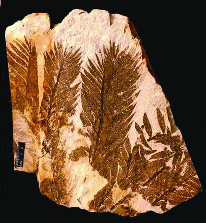 ֲ���ӱ����е�ưҶĿֲ�����Ҷ