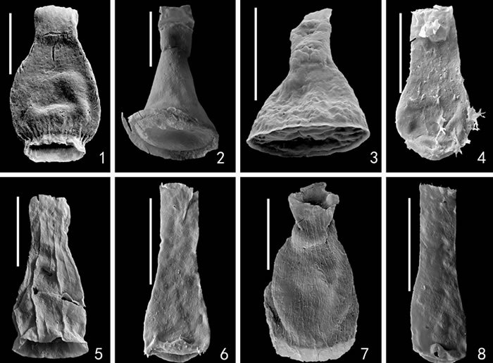 �����鷢�ֵĲ��ּ����滯ʯ