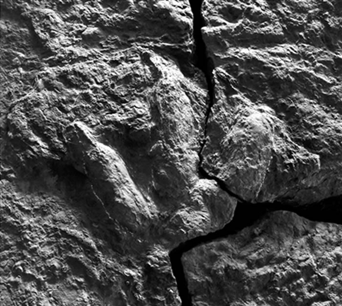 兽脚类恐龙脚印