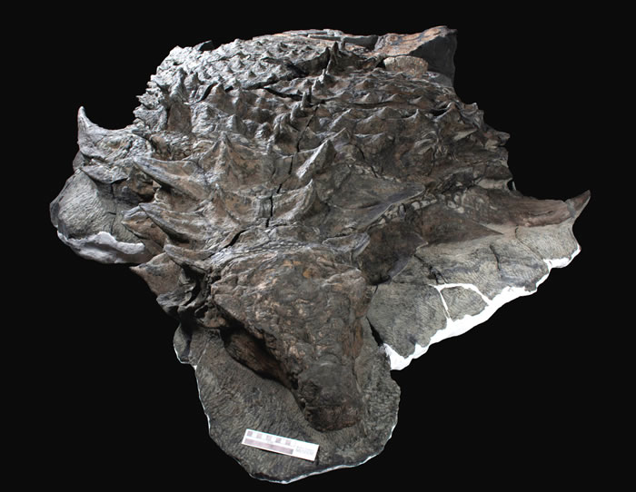 �����������Բʷ������¼�������Borealopelta markmitchelli ���ڷ����