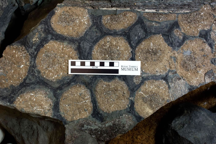 �����������Բʷ������¼�������Borealopelta markmitchelli ���ڷ����