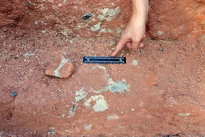 广东省河源市区老城南湖公园发现一窝恐龙蛋化石