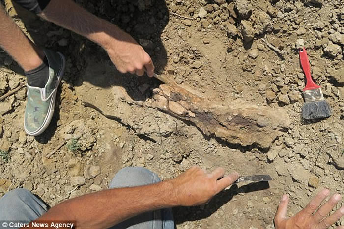 美国生态环境保护者在怀俄明州勘察被绊倒 意外发现极其罕见的三角龙颌骨化石