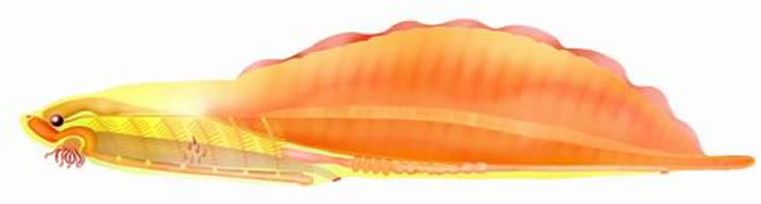 海口虫研究表明:脊椎动物的演化在5.2亿年前就已拉开序幕