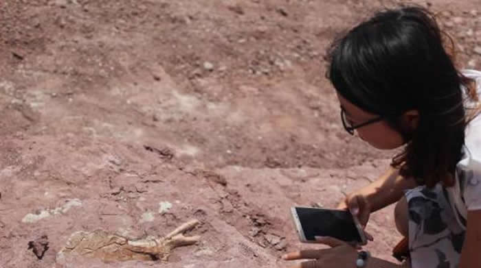 山东莱阳白垩纪国家地质公园2号遗址新发现类型丰富的恐龙化石