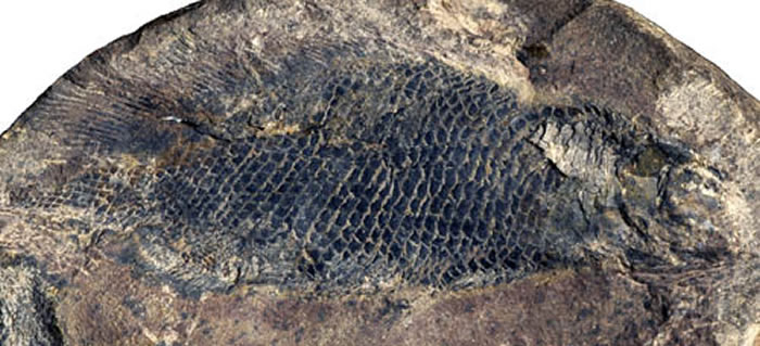 ��������������ģ�걾�����Թ�ͼ��