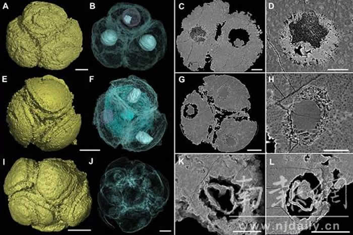 �й������Ͱ�����Ⱥ��̥��ʯ��ȷ�������ϸ���˽ṹ ���6.1������ʷ