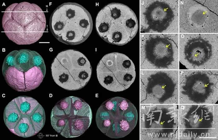 �й������Ͱ�����Ⱥ��̥��ʯ��ȷ�������ϸ���˽ṹ ���6.1������ʷ