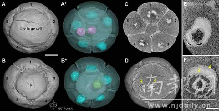�й������Ͱ�����Ⱥ��̥��ʯ��ȷ�������ϸ���˽ṹ ���6.1������ʷ
