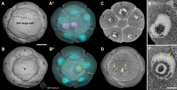 �Ͱ�����Ⱥ�ж�����̥��ʯ��ϸ���˽ṹ��;����ʾһö7-cell�ڱ걾��6��Сϸ������һ��ϸ���ˣ����߸���ϸ����������ϸ���ˡ�