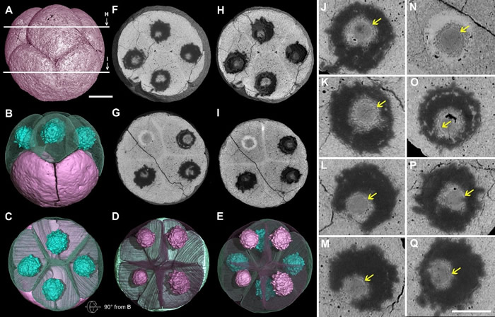 �Ͱ�����Ⱥ�ж�����̥��ʯ��ϸ���˽ṹ��;����ʾһö8-cell�ڱ걾��ÿ��ϸ�����һ�£�����һ��ϸ���ˡ���ͷָʾϸ�����ڵĺ��ʡ�