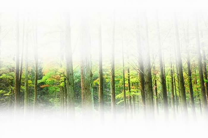 ɹŹúзֵġݡľֲﻯʯΪֲоƪ