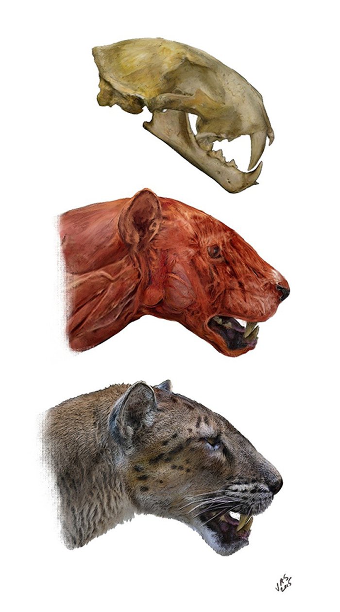 Paramachaerodus transasiaticus sp. nov.��ԭͼ��Velizar Simeonovski�棩