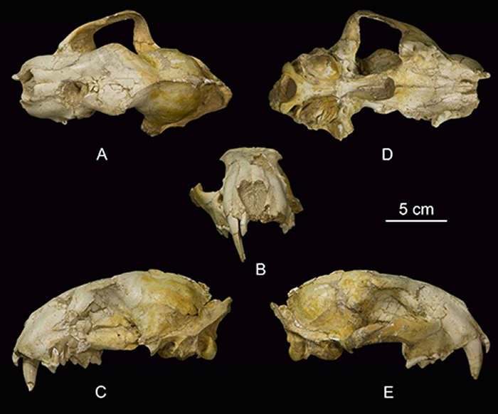 �����������ʯ�ڵص㸱���ݻ�ͷ�ǻ�ʯ�����깩ͼ��